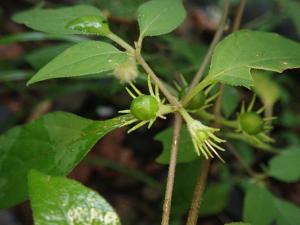 雙花龍葵