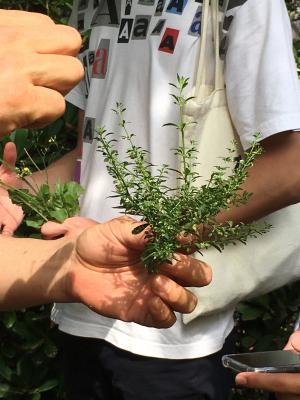 野甘草