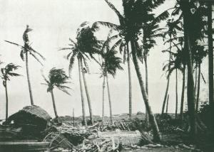 紅頭嶼椰子樹