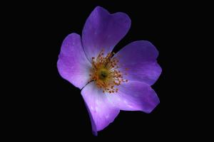 flowers-nature-macro-petals