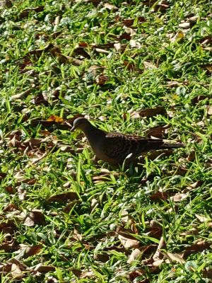 金背鳩(台灣亞種)