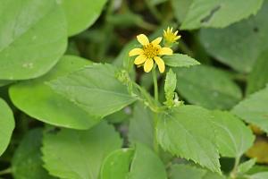 雙花蟛蜞菊