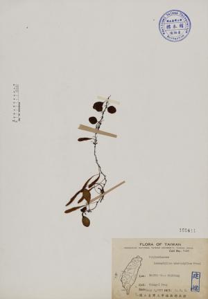 Lemmaphyllum microphyllum Presl_標本_BRCM 4004