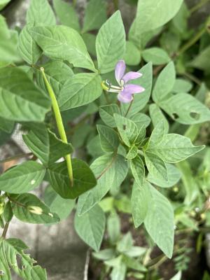 皺子白花菜