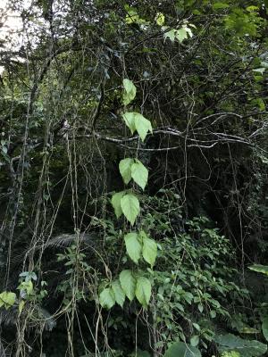 山葛 (葛)