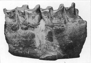 臺北西南約30公里的大溪發現的犀牛顎化石。