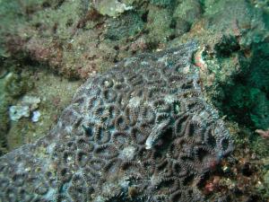 圈紋菊珊瑚