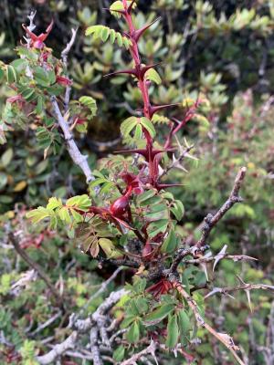 玉山野薔薇