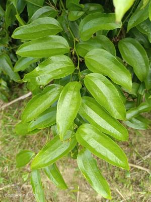 台灣菝葜 (台灣土茯苓)