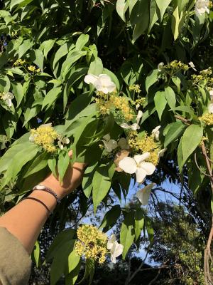 華八仙(華南分布)