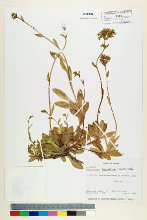 Crepidiastrum lanceolatum (Houtt.) Nakai_標本_BRCM 6383