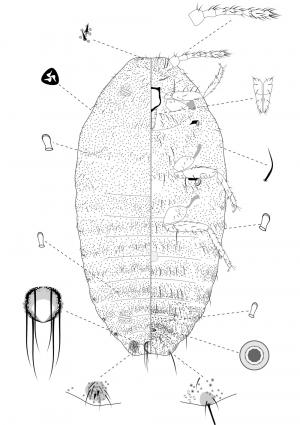 Dysmicoccus boninsis (Kuwana, 1910)