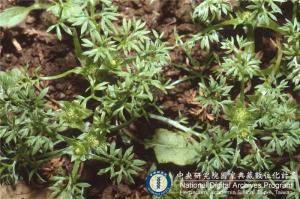 Soliva pterosperma (Juss.) Less._BRCM 6098