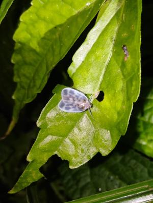 斑帛菱蠟蟬