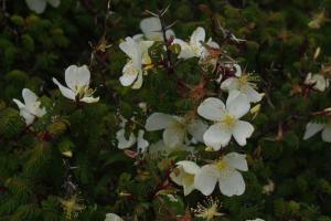 玉山野薔薇