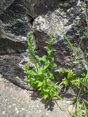 野甘草