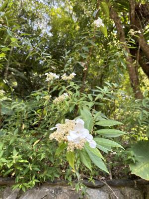 華八仙(華南分布)