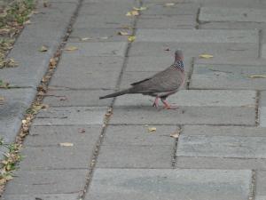 珠頸斑鳩