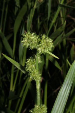 黑珠蒿-Cyperaceae莎草科-飄拂草屬-Fuirena umbellata-單子葉-IMG_0499