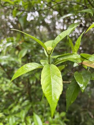 華八仙(華南分布)