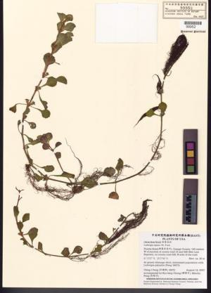 Ludwigia repens J.R. Forst._標本_BRCM 7795