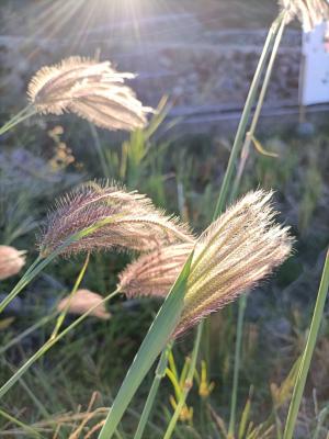 虎尾草、刺虎尾草、孟仁草