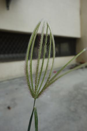 虎尾草、刺虎尾草、孟仁草