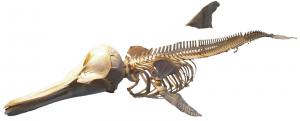 齒鯨-長吻飛旋海豚的骨骼與背鰭的相對位置