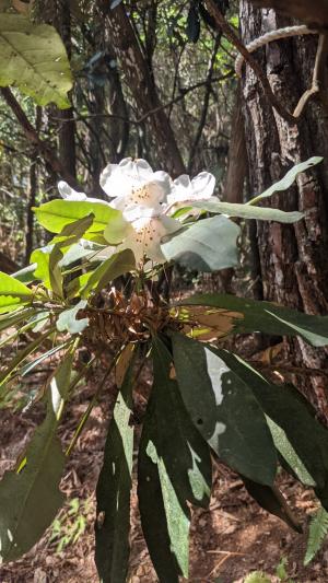 玉山杜鵑