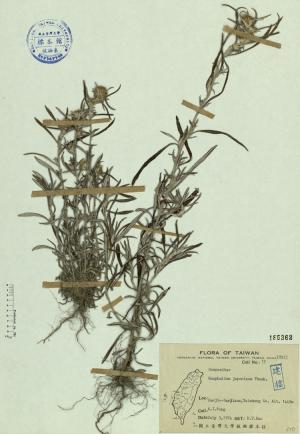 Gnaphalium japonicum Thunb._標本_BRCM 4553
