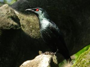 亞洲輝椋鳥