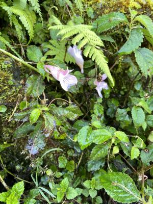 紫花鳳仙花