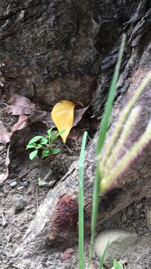 虎尾草、刺虎尾草、孟仁草