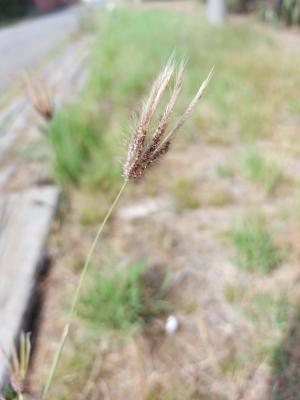 虎尾草、刺虎尾草、孟仁草