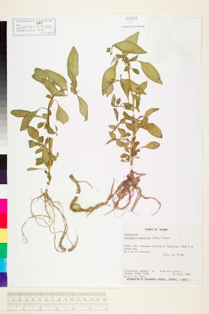 Ludwigia octovalvis (Jacq.) Raven_標本_BRCM 3625