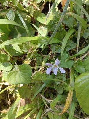 紫花菫菜