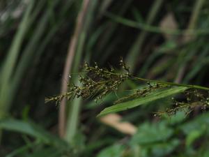 陸生珍珠茅