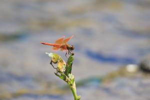 黃翅蜻  (褐斑蜻蜓)