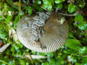 Amanita ceciliae(圈托鱗鵝膏菌)