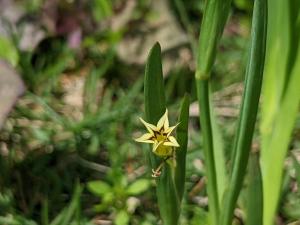 鳶尾葉庭菖蒲