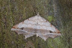 120221 南投 塔塔加 23 小斑截翅尺蛾 Oxymacaria (Heterocallia) deformis Inoue, 1986 Male 