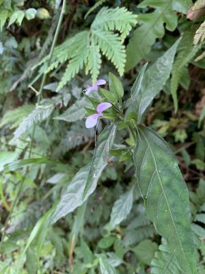 九頭獅子草