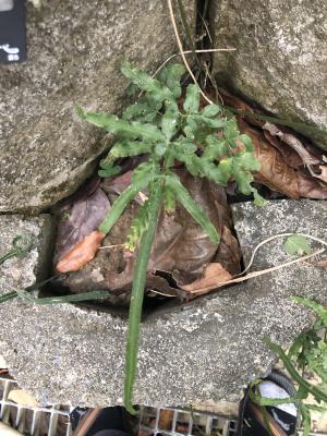 劍葉鳳尾蕨 (箭葉鳳尾蕨)