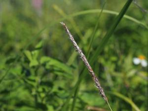 白茅 (茅針 茅根 茅草)