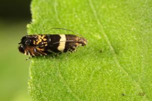 Glyphipterix gemmula -- 北海岸