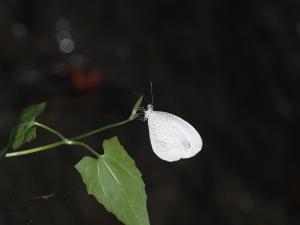 纖粉蝶 (黑點粉蝶)