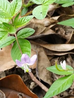 皺子白花菜