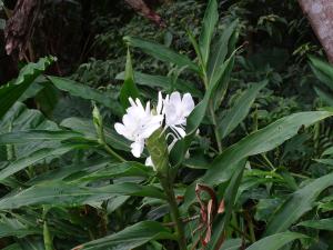 野薑花