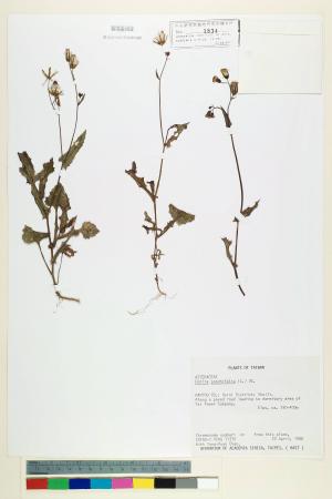 Emilia sonchifolia (L.) DC._標本_BRCM 5220