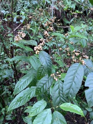 臺灣山桂花